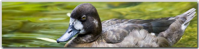 Greater Scaup
