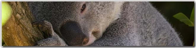 Koala Bear